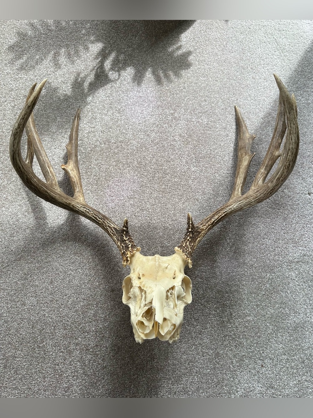 Deer Skull and Antlers LARGE